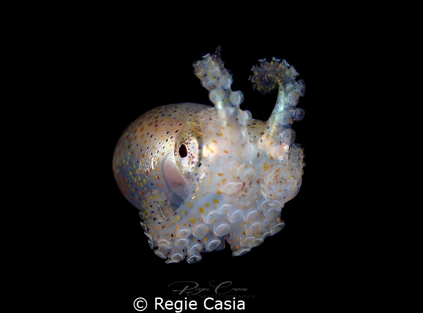 Octopus by Regie Casia 