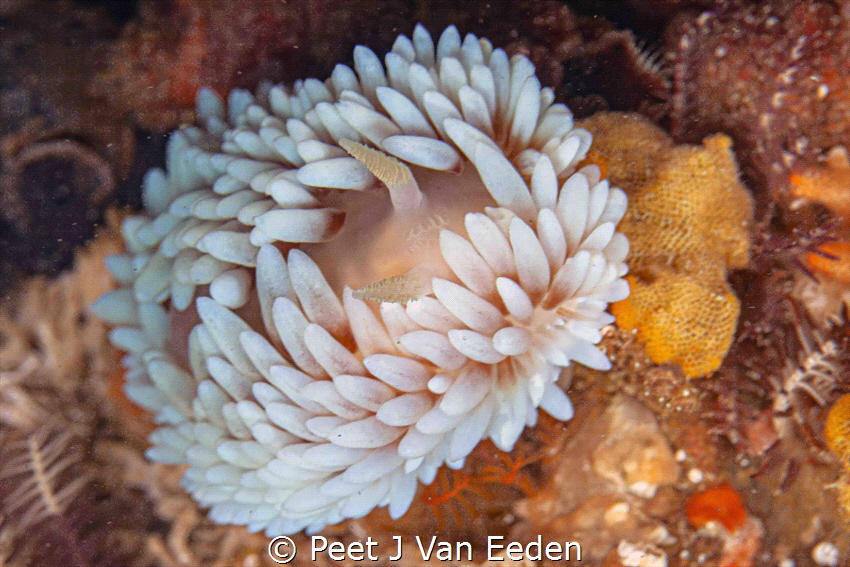 White variant of Gas flame nudibranch by Peet J Van Eeden 