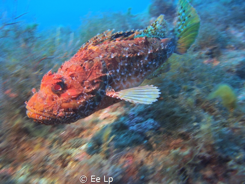 Scorpaena scrofa. I was diving without strobe, but someon... by E&e Lp 