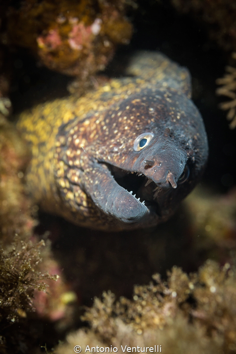 Close-up of Mediterranean moray_2021
(Canon60,1/125,f7.1... by Antonio Venturelli 