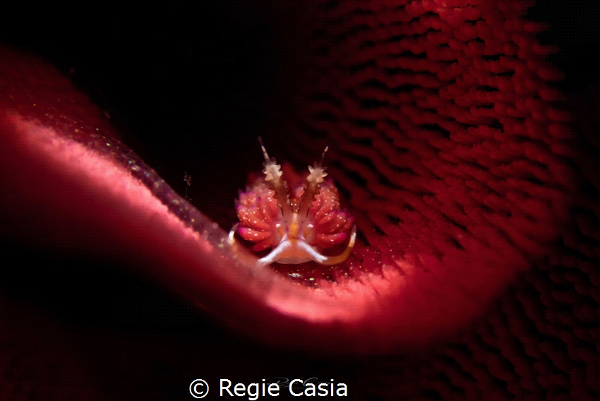 Red carpet by Regie Casia 