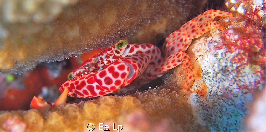 Trapezia tigrina (red-spotted guard crab). Shot with Inon... by E&e Lp 