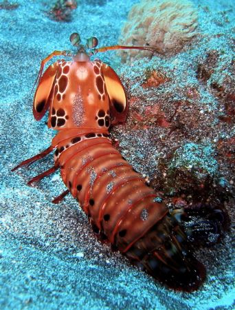 Mantis shrimp at Nusa Penida off Bali by Alex Lim 