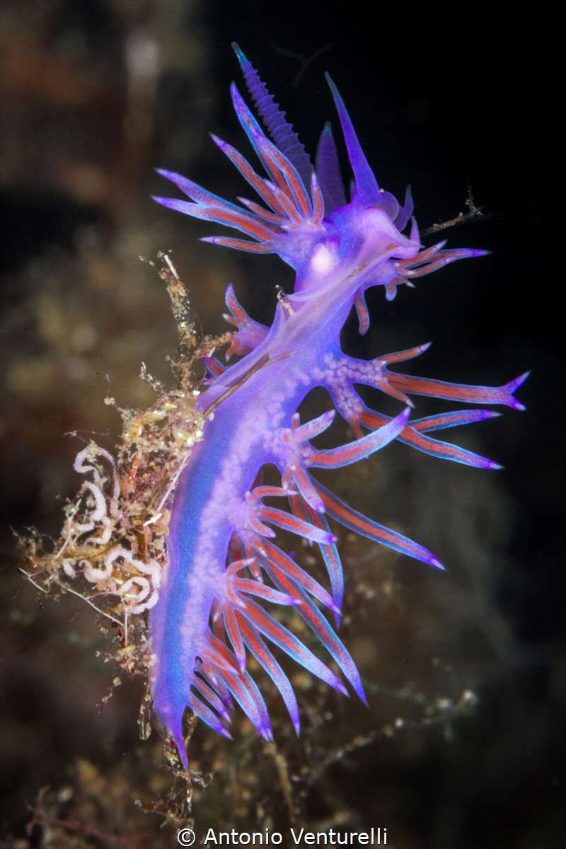 Flabellina affinis. Possible to see the egg sacs,ready to... by Antonio Venturelli 