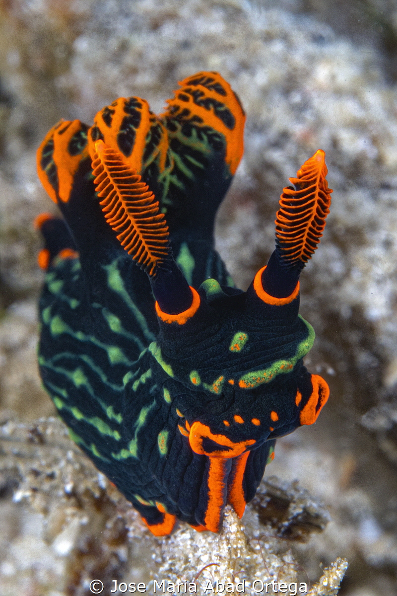 Nembrotha kubaryana nudibranch by Jose Maria Abad Ortega 