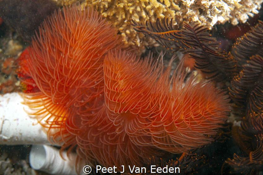 Red Fan worm by Peet J Van Eeden 