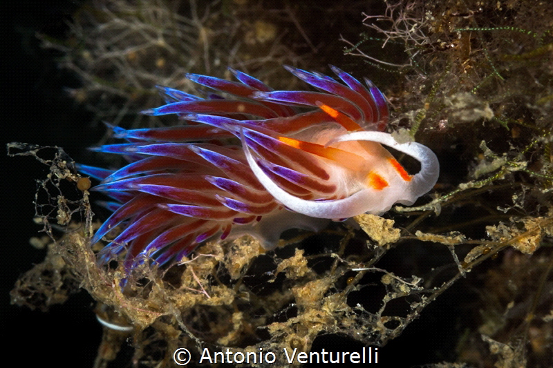 Kleptopredator Cratena_2022
(Canon100,1/200,f20,iso250) by Antonio Venturelli 