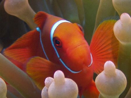 I cant resist shooting Nemo, GBR Aust. by Joshua Miles 
