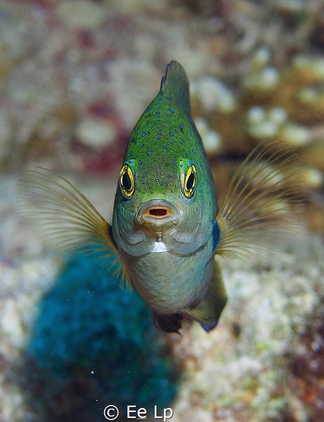 Face to face with a cute Amblyglyphidodon indicus (Maldiv... by E&e Lp 