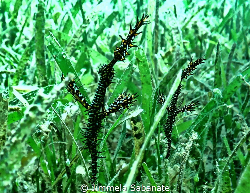 Couple Ghostpipe Fish.
Macro Close Up. 
This was taken ... by Jimmela Sabanate 