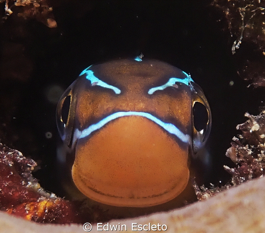 blenny by Edwin Escleto 