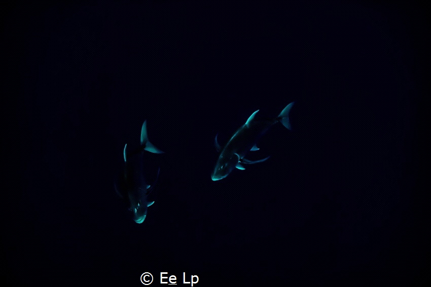 "Ghosts" (Carangoides fulvoguttatus - Yellowspotted treva... by E&e Lp 
