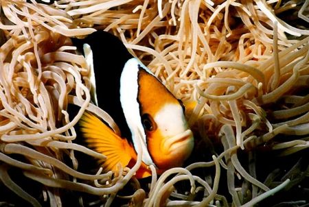 Clarke's Anemonefish, taken at Hideaway island Vanuatu by Peter Simpson 