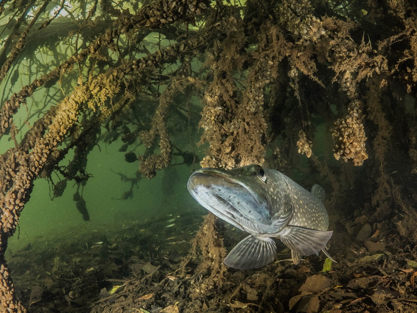 A nice pike in the Netherlands. by Brenda De Vries 