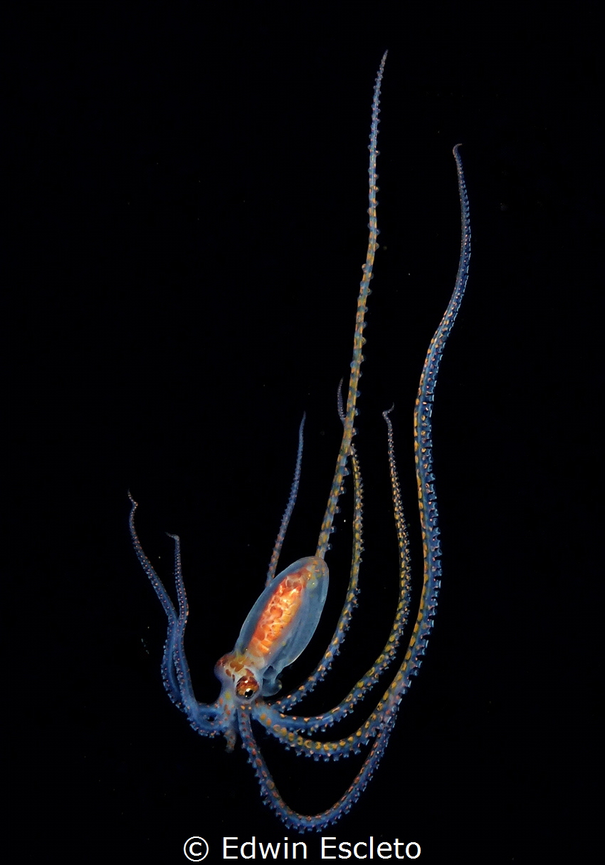 long arm octupos by Edwin Escleto 