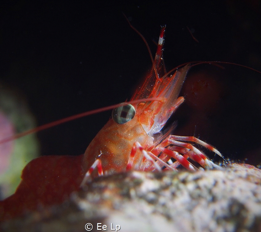 Cinetorhynchus reticulatus (green-eyed dancing shrimp). I... by E&e Lp 