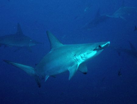 You talking to me? Hammer head Shark, eye balling me, tak... by Jeannette Howard 
