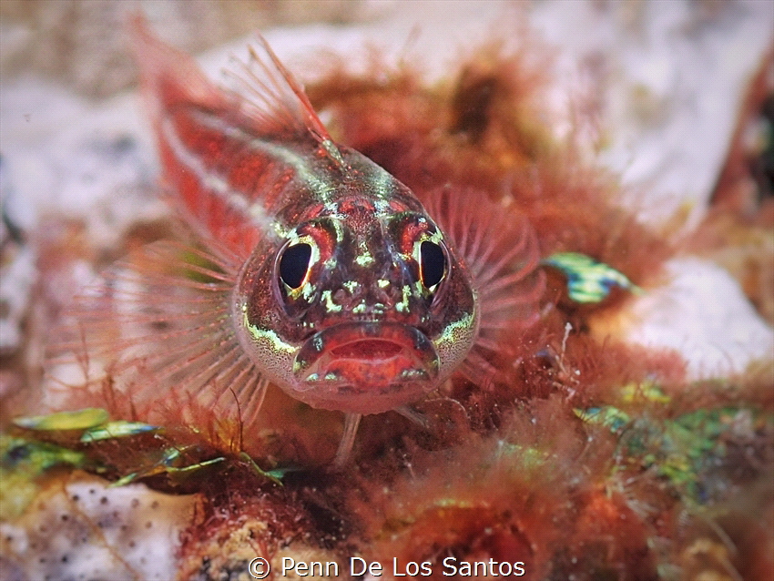 Goby by Penn De Los Santos 
