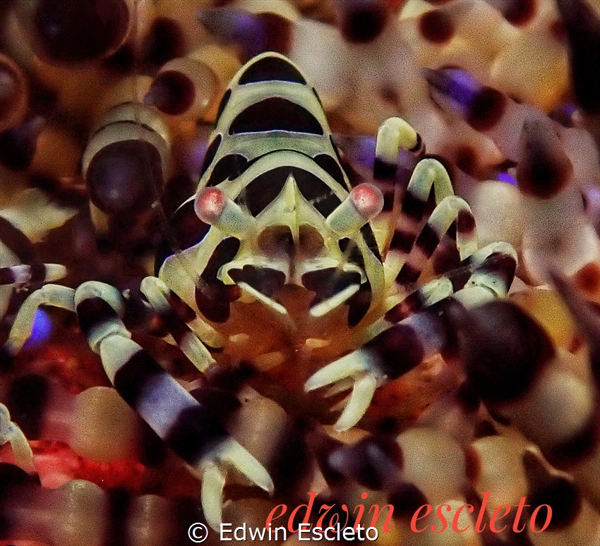 coleman shrimp by Edwin Escleto 