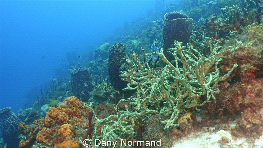 The enchanted forest. Saint-Lucia wide angle. by Dany Normand 