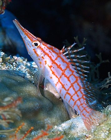 Hawkfish taken at Shark observatory, Ras Mohamed Park wit... by Nikki Van Veelen 