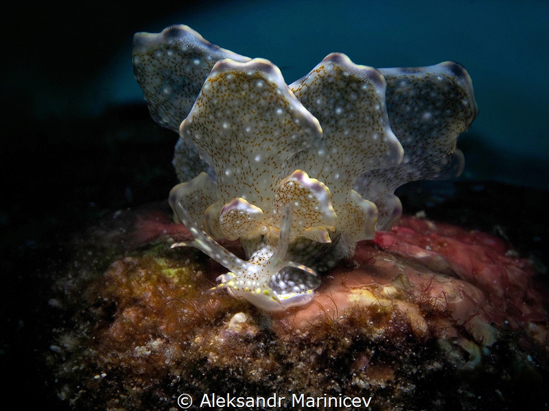 Cyerce Bourbonica Nudibranch
Romblon Island, Three P Bea... by Aleksandr Marinicev 