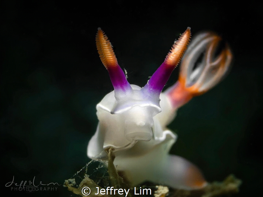 Face to face by Jeffrey Lim 