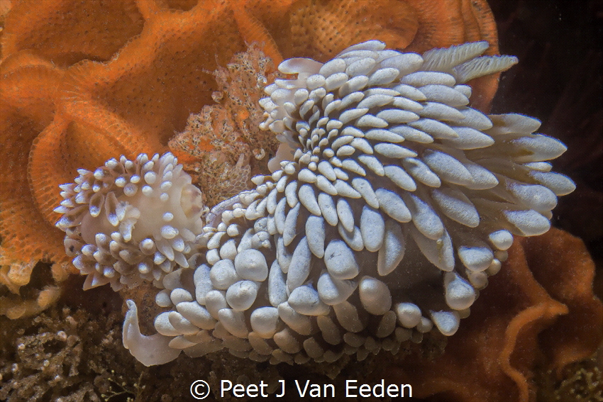 Silvertip  Nudibranch
Mother and Child by Peet J Van Eeden 