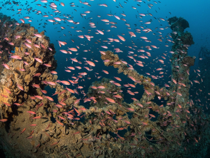 Fish on the Milford Haven wreck in Italy. This very big w... by Brenda De Vries 