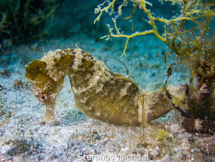Sea Pony - Hippocampus fuscus by Stefanos Michael 