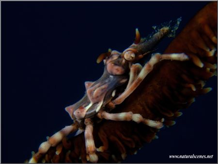 Same crab but diffrent camera E900 by Yves Antoniazzo 