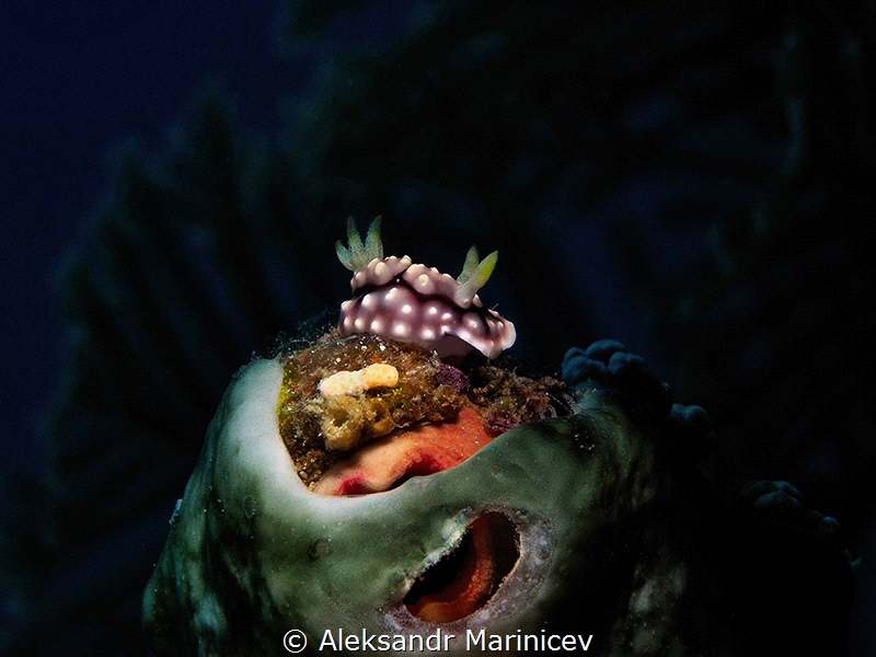 Goniobranchus geometricus
Romblon Island, Philippines by Aleksandr Marinicev 