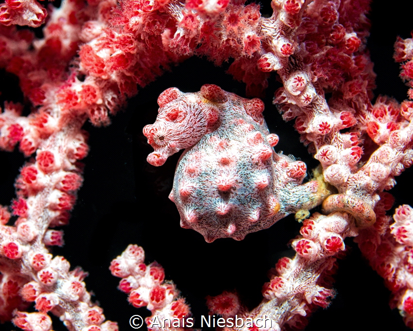 Pregnant pygmy seahorse by Anais Niesbach 