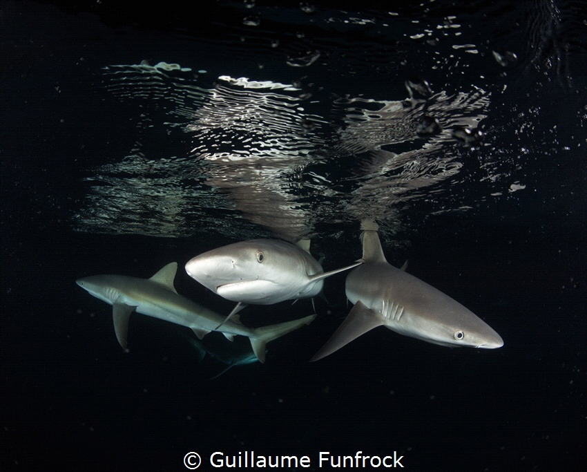 Sharks at night by Guillaume Funfrock 