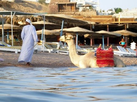 Camel taking a swim, taken at Sharksbay with Olympus SP350. by Anel Van Veelen 
