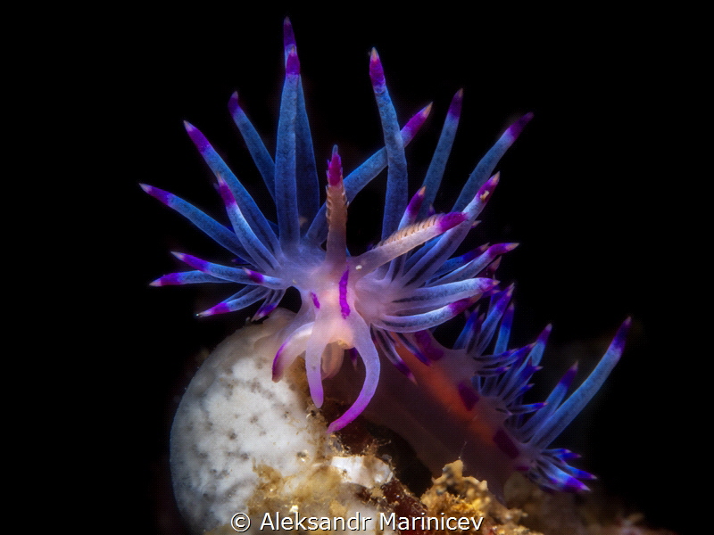 Flabellina lotos 
Romblon Island, Philippines by Aleksandr Marinicev 