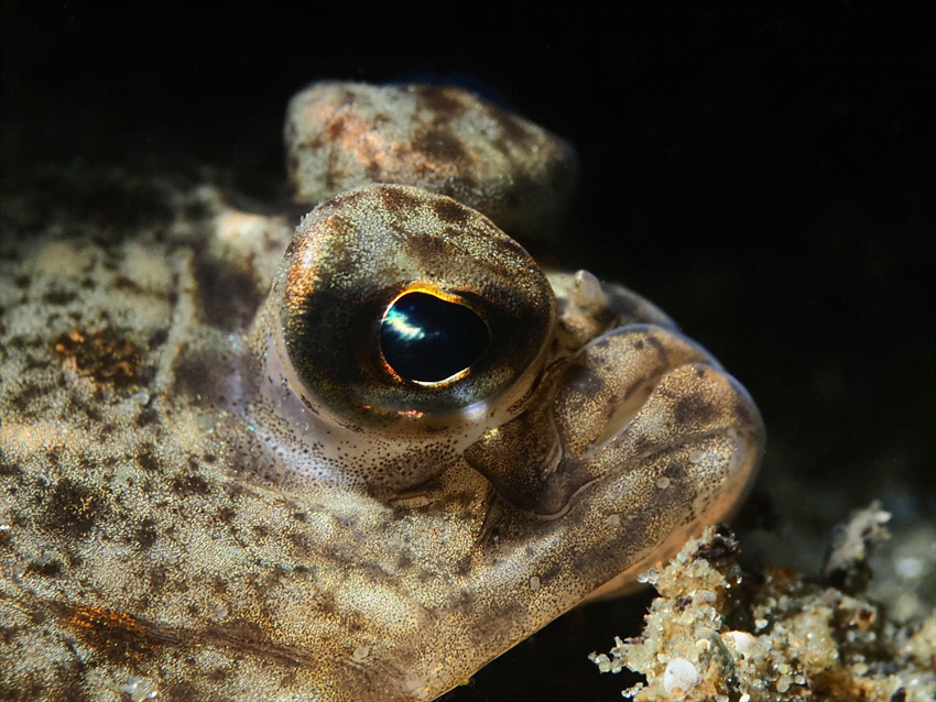 Fishportret of a dab fish taken in the Netherlands in the... by Brenda De Vries 