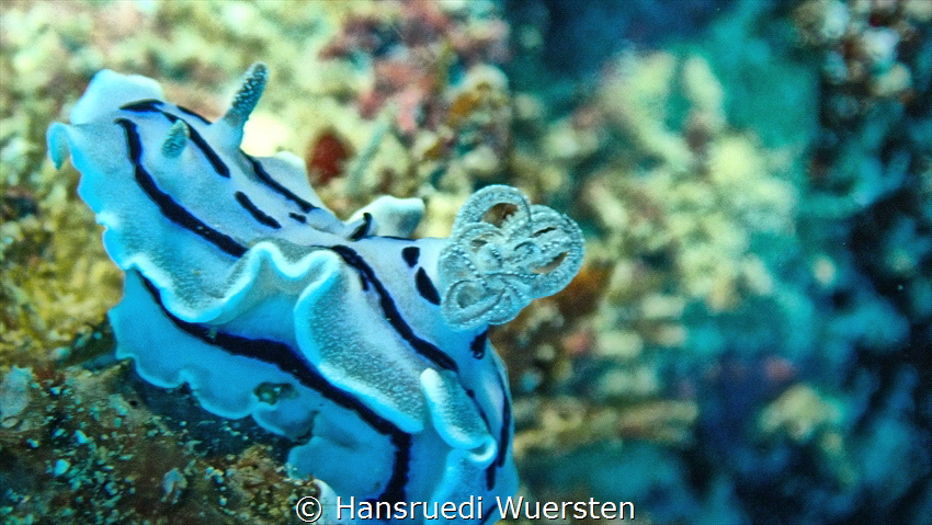 Nudibranch Chromodoris willani by Hansruedi Wuersten 
