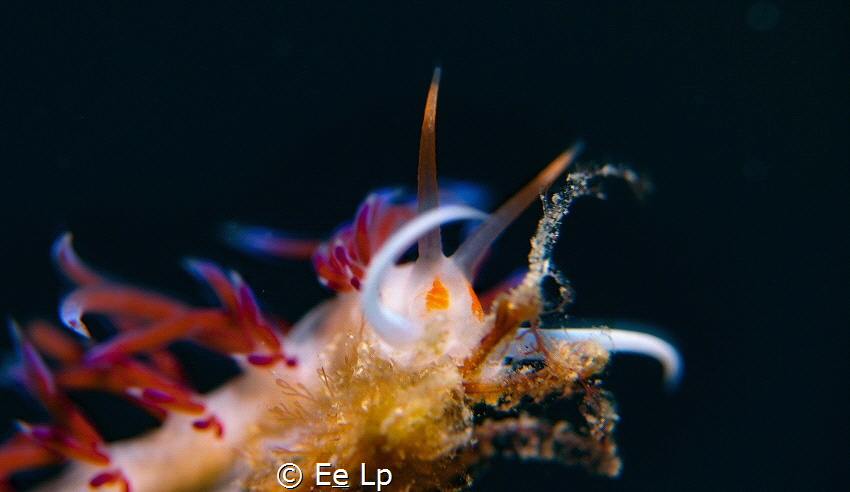 Cratena peregrina in Estartit. Inon UCL-165 wet lens. - Els by E&e Lp 