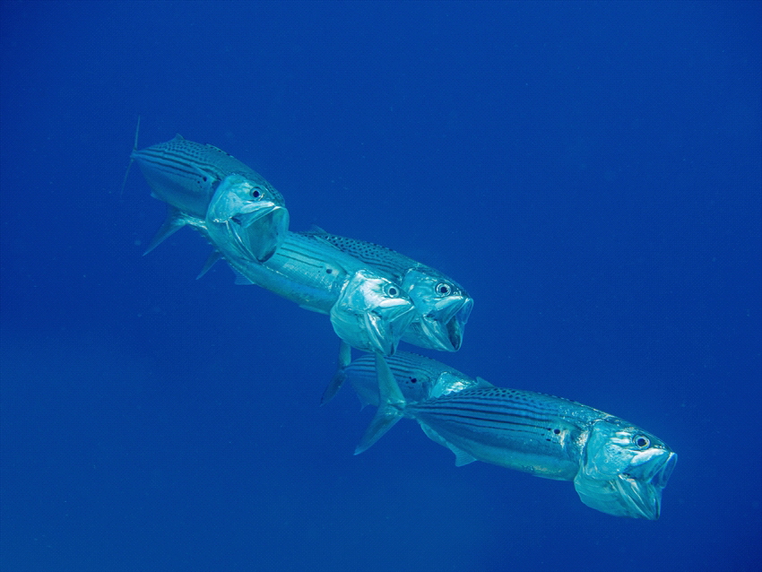 Fish in the red sea. by Brenda De Vries 