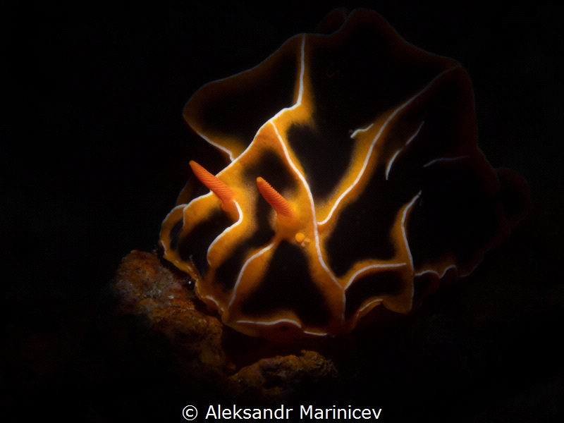 Reticulidia halgerda
Anilao Photo Academy, Philippines by Aleksandr Marinicev 