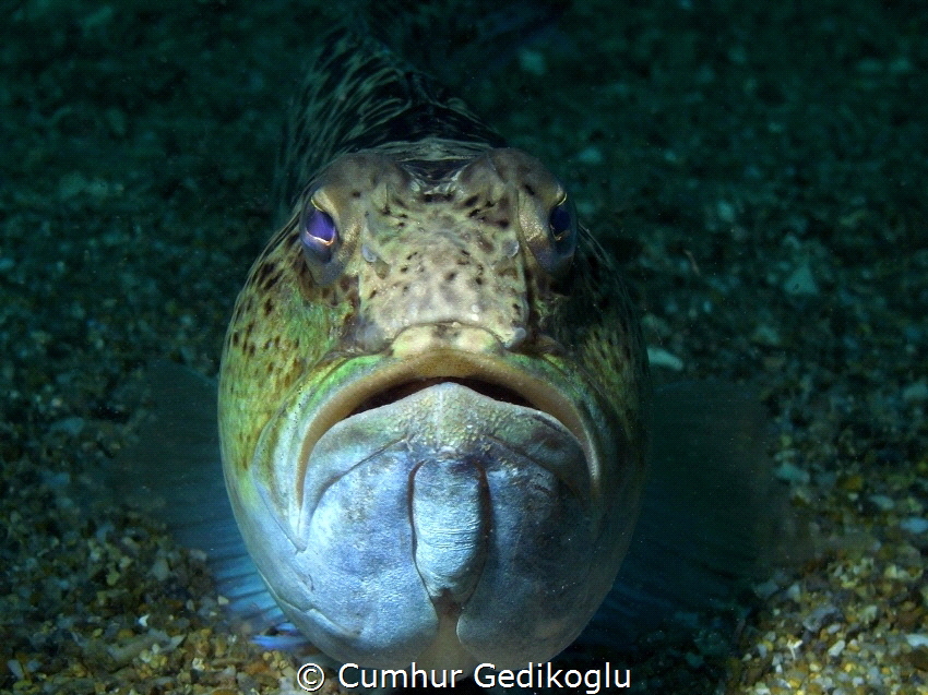 Trachinus radiatus
So close curiosity by Cumhur Gedikoglu 