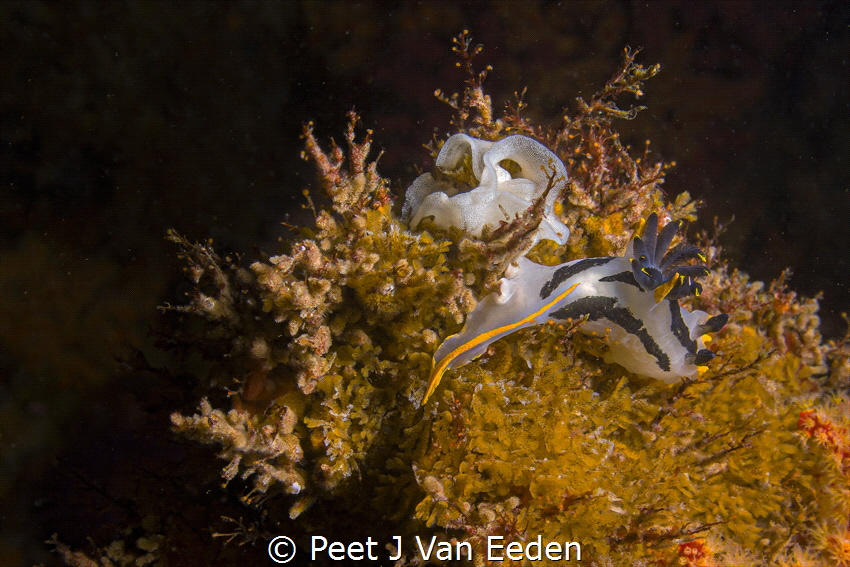 Crowned Nudibranch-  proud mother and egg ribbon by Peet J Van Eeden 
