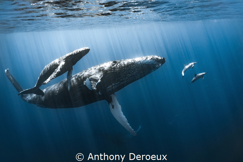 This was my best encounter with a whale and his calf. I h... by Anthony Deroeux 