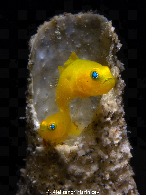 A pair of Yellow Pygmy Gobies (Paragobiodon exiguus)
Rom... by Aleksandr Marinicev 