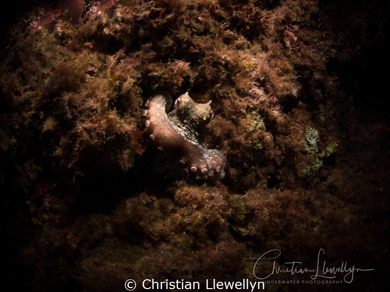 Octopus 
Cirkewwa Malta by Christian Llewellyn 