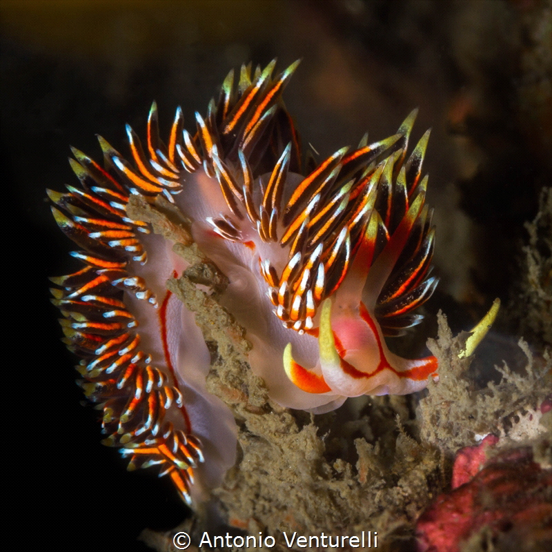 Phidiana militaris nudibranch_Goa_2022
(Canon100,1/250,f... by Antonio Venturelli 