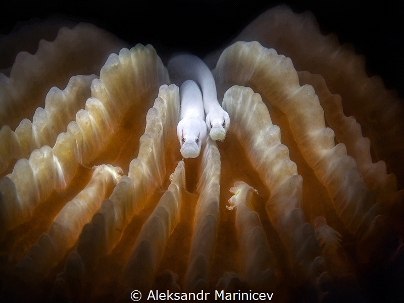 Mushroom coral pipefish
Romblon, Philippines by Aleksandr Marinicev 