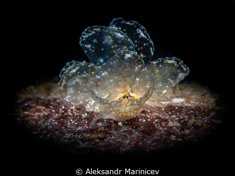 Cyerce Elegans
Romblon, Philippines by Aleksandr Marinicev 