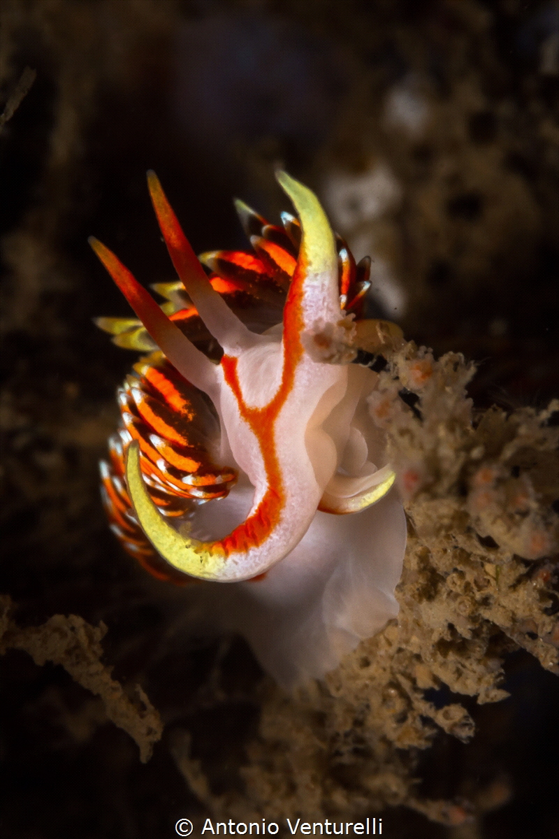 Nudibranch photographed at Goa_2022
(Canon100,1/200,f20,... by Antonio Venturelli 